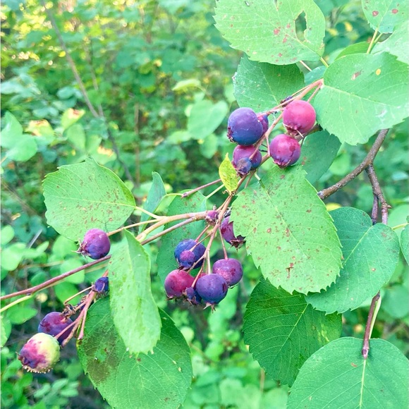 Meet your Posher, Gabriela - Picture 6 of 7